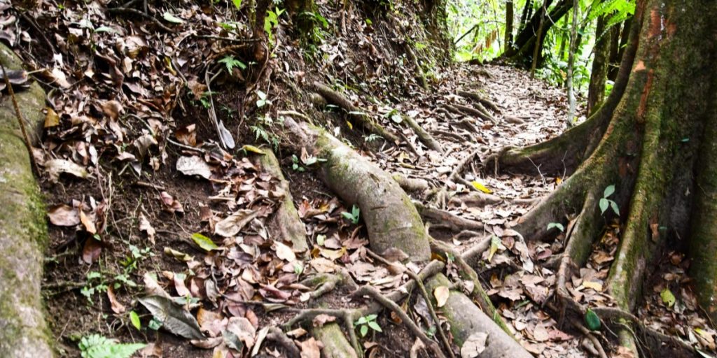 Jungle Trekking