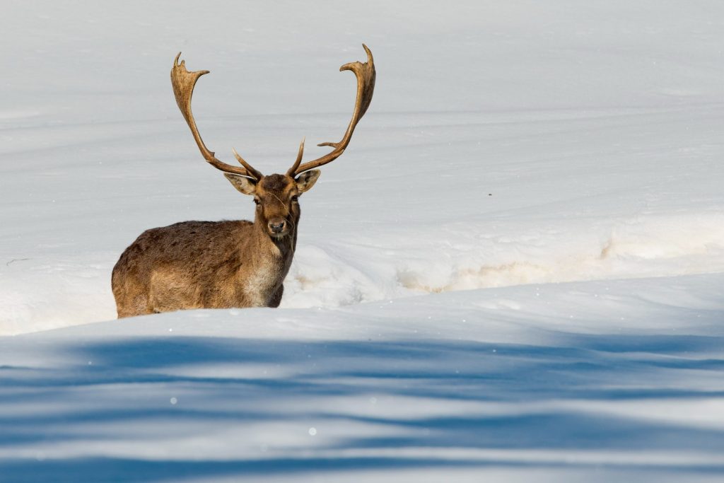 Finland Reindeer Safari