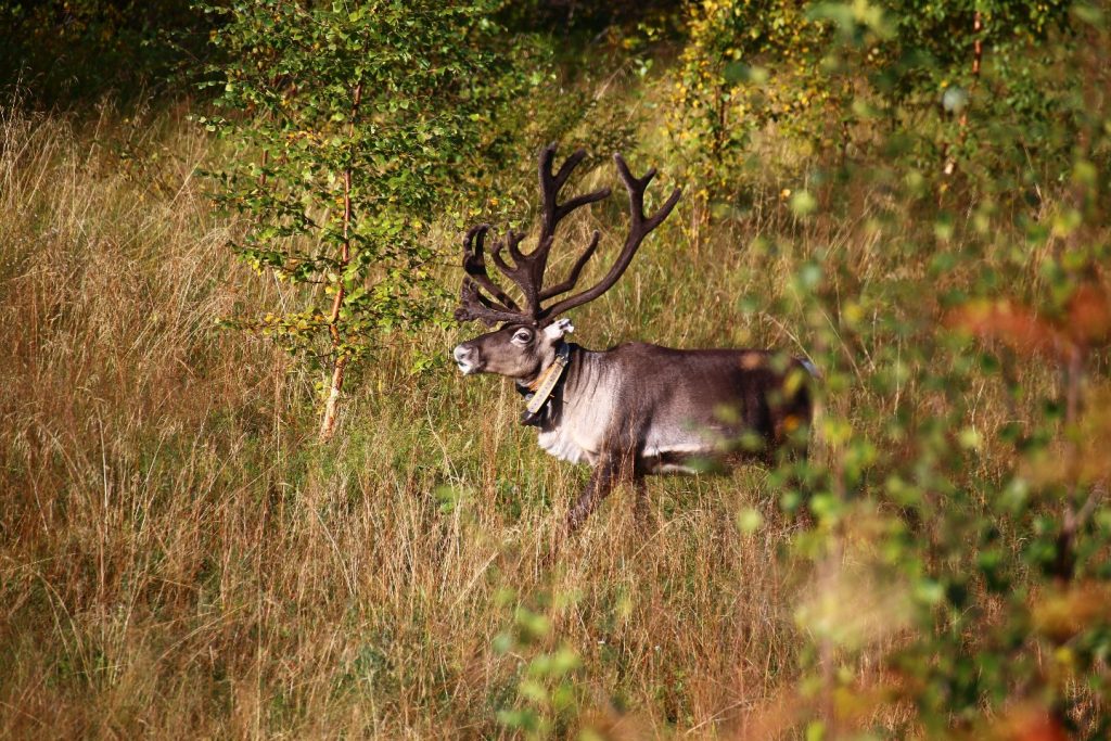 Finland Reindeer Safari
