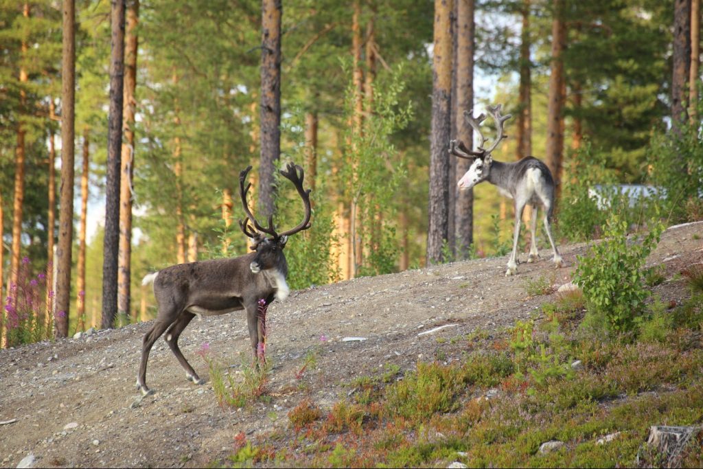 Finland Reindeer Safari